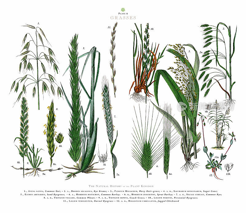 古董雕刻，草，植物王国，维多利亚植物插图，大约1853年