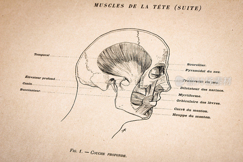 人体解剖插图从古董法国艺术书籍:头部肌肉