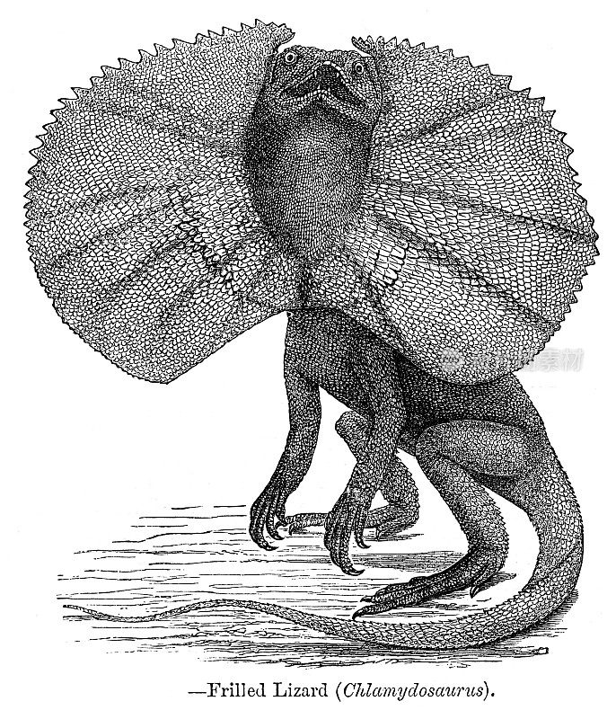 褶边蜥蜴雕刻，1881年