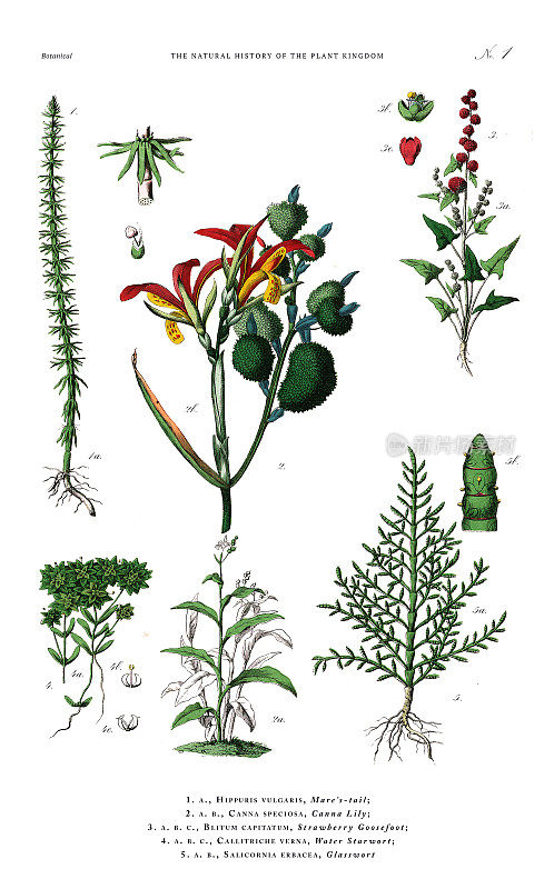 开花植物，植物王国，维多利亚植物插图，大约1853年