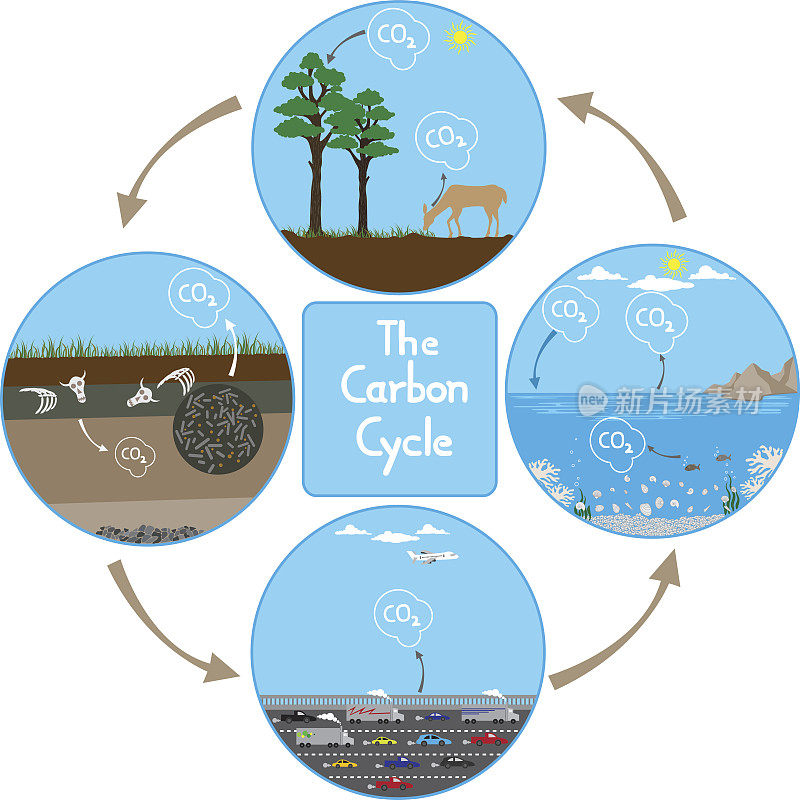 自然界中的碳循环