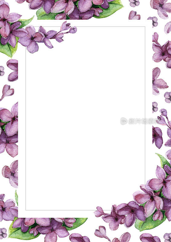 紫丁香，白花背景。花的贺卡。