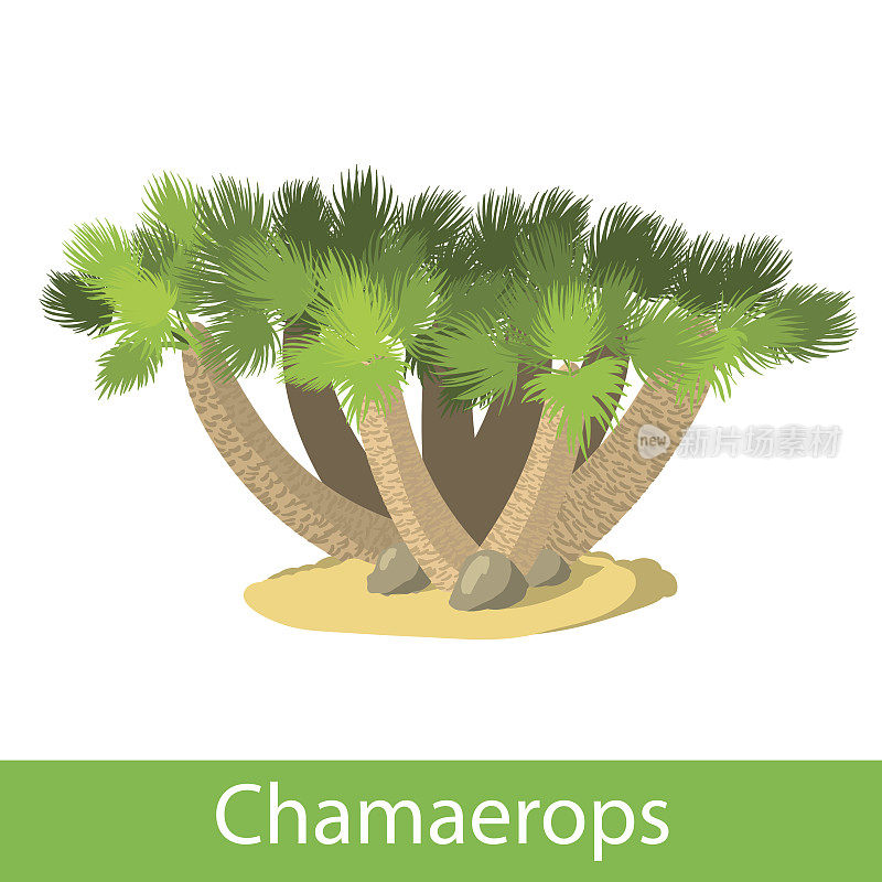 Chamaerops的插图