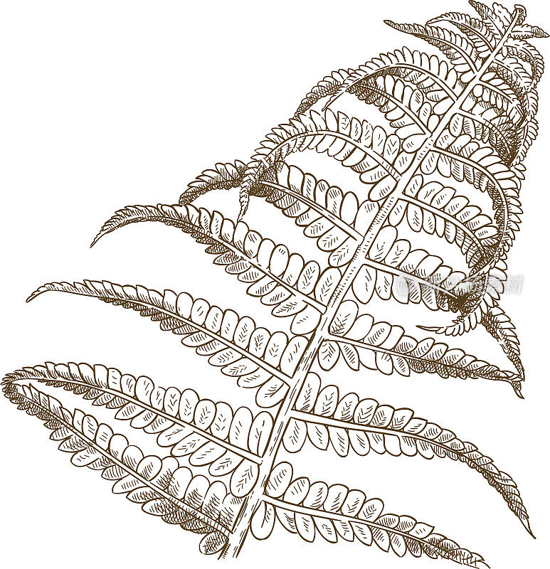 蕨类植物版画插图