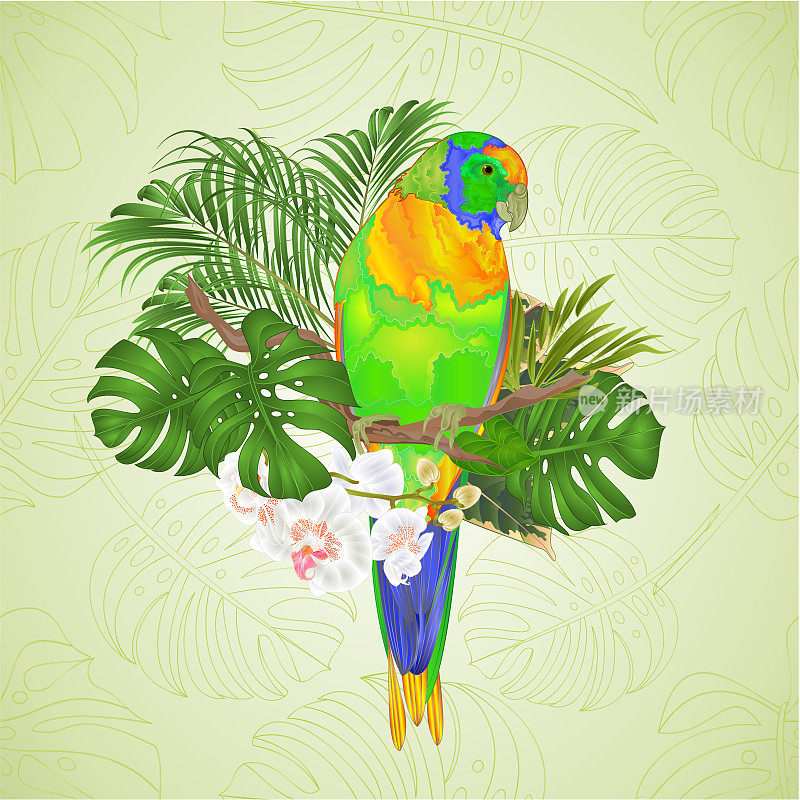 太阳Conure鹦鹉热带鸟站在一枝白兰蝴蝶兰上的白色背景矢量插图可编辑