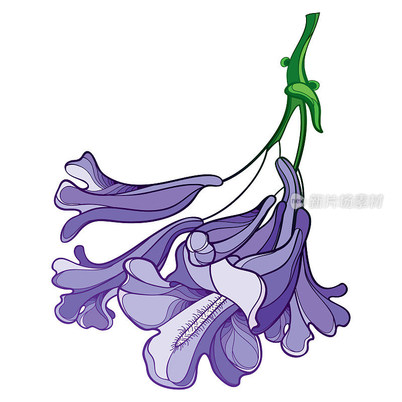 矢状花序开花的含苞期蓝花楹花束，淡紫色，孤立在白色背景上。