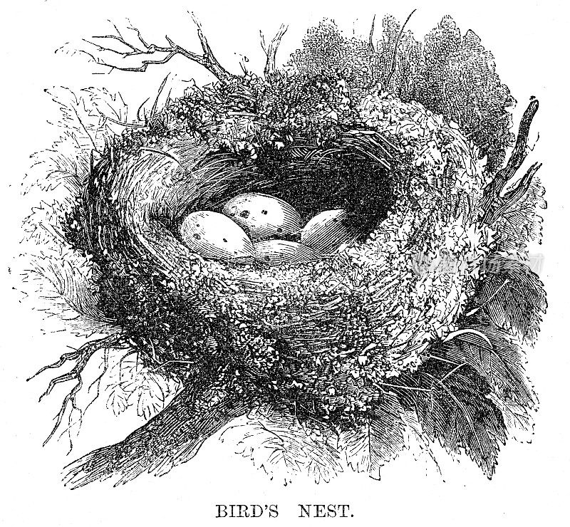 鸟雕刻1869