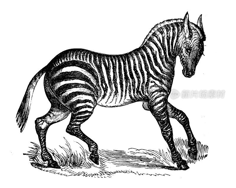 古董动物插图:斑马