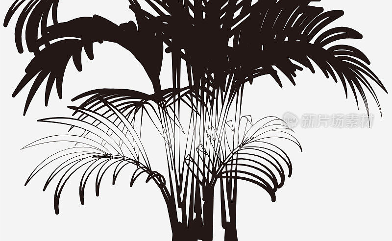 抽象的黑色和白色棕榈叶阴影图案