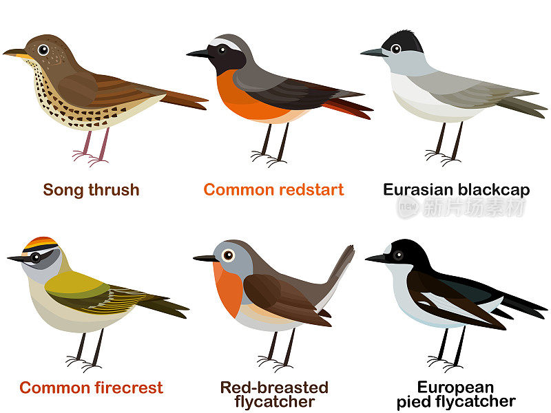 可爱的欧洲鸟类卡通-画眉，普通红雀，欧亚黑头莺，普通火冠鸟，红胸鹟，欧洲花斑鹟