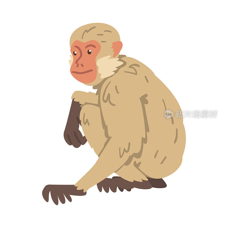 猴子作为树栖食草类人猿在坐姿矢量插图
