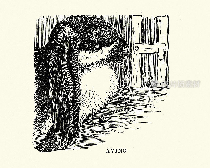 大写字母H设计，兔子，有，维多利亚插图