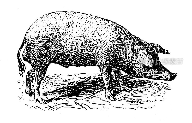 古董插图:萨隆塔猪赛跑