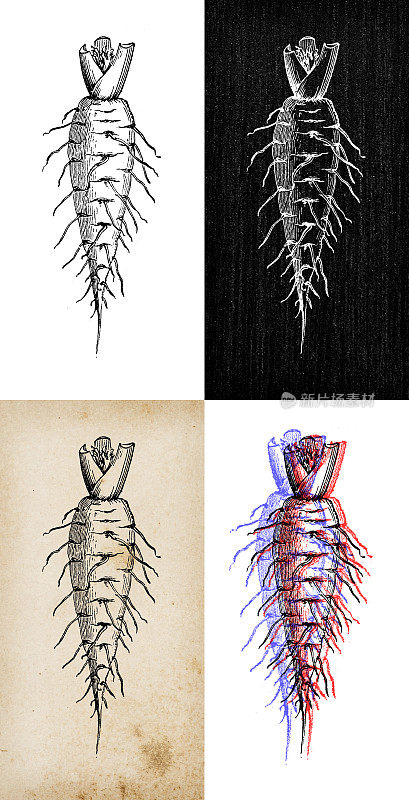 古董植物学插图:胡萝卜