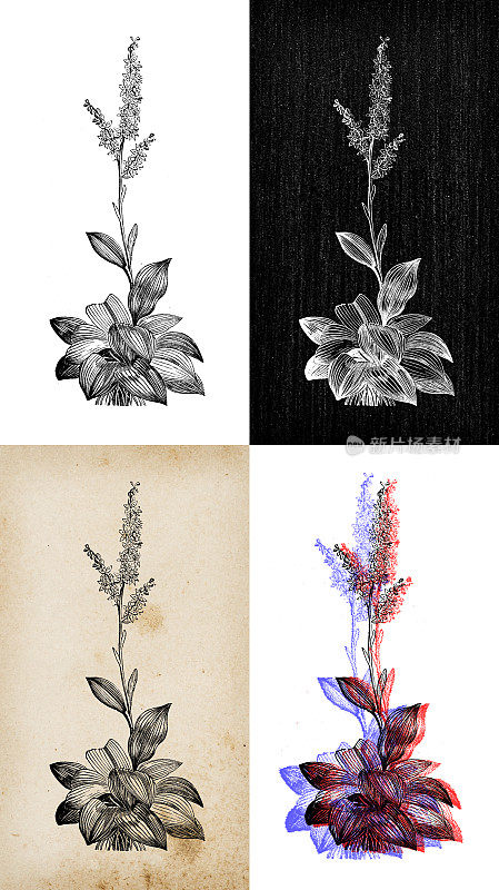 古董植物学插图:Veratrum相册(假嚏根草，白色嚏根草)