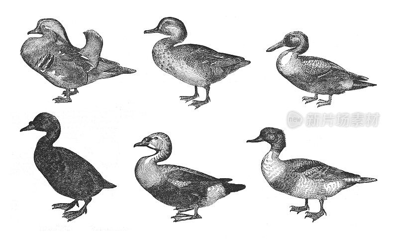 鸭子收藏-复古雕刻插图