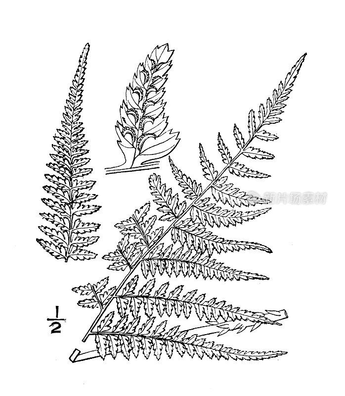 古植物学植物插图:天山蕨、蕨类植物