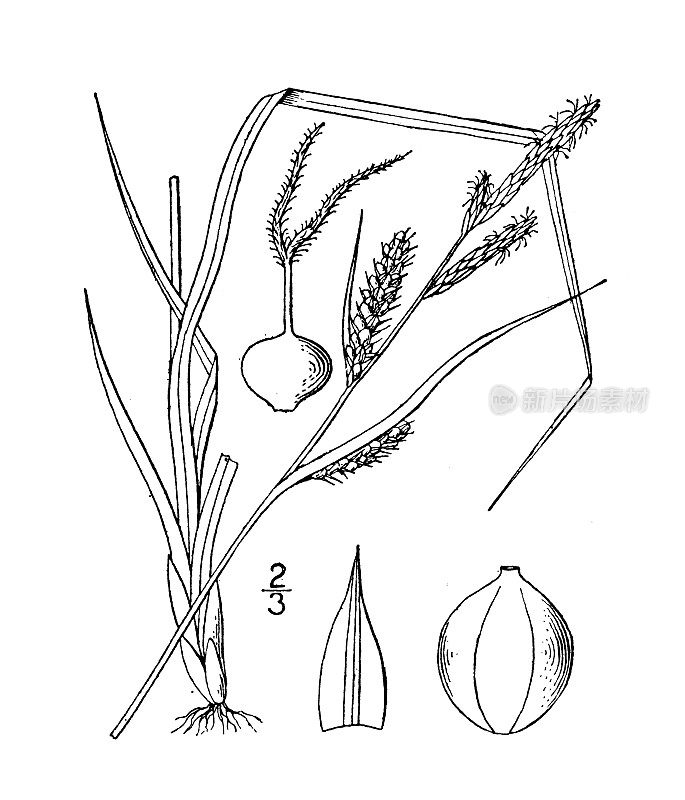 古董植物学植物插图:海登苔草，海登的莎草