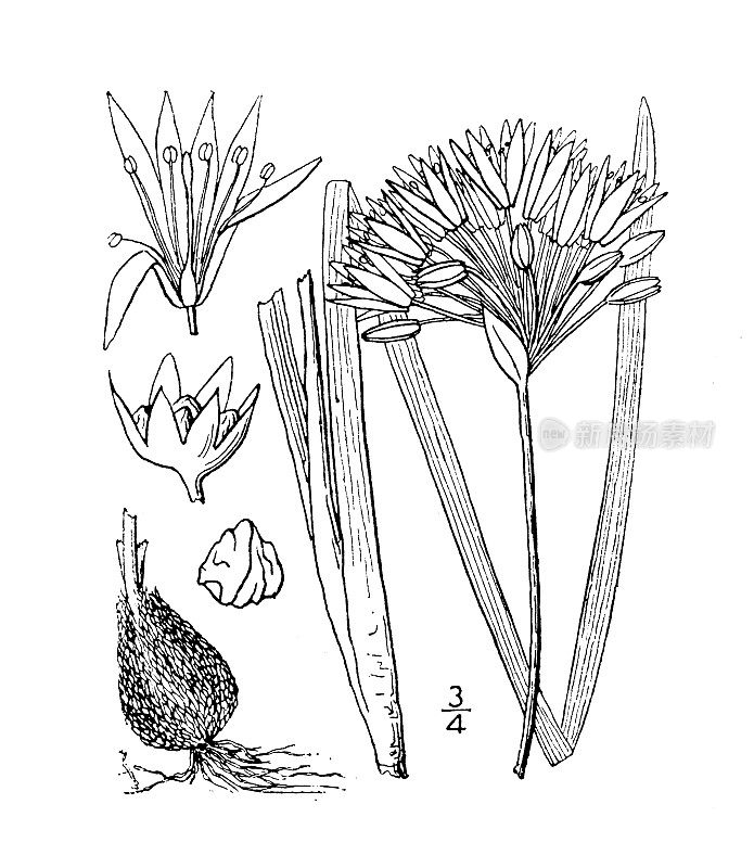 古植物学植物插图:变异葱，野生洋葱