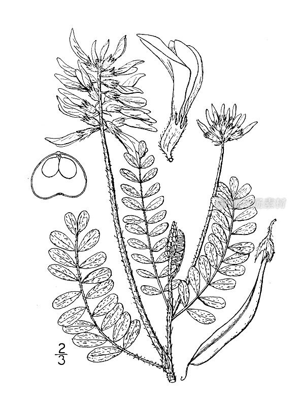 古植物学植物插图:黄芪、紫云英