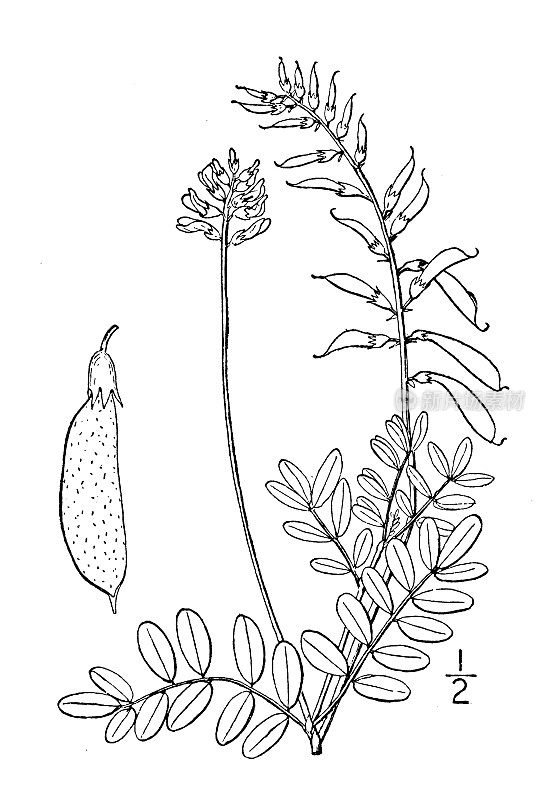 古董植物学植物插图:罗比西黄芪，罗宾斯的野豌豆