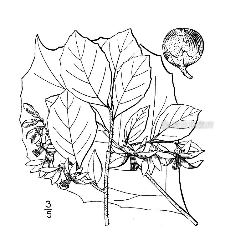 古植物学植物插图:大叶安息香、大叶storax