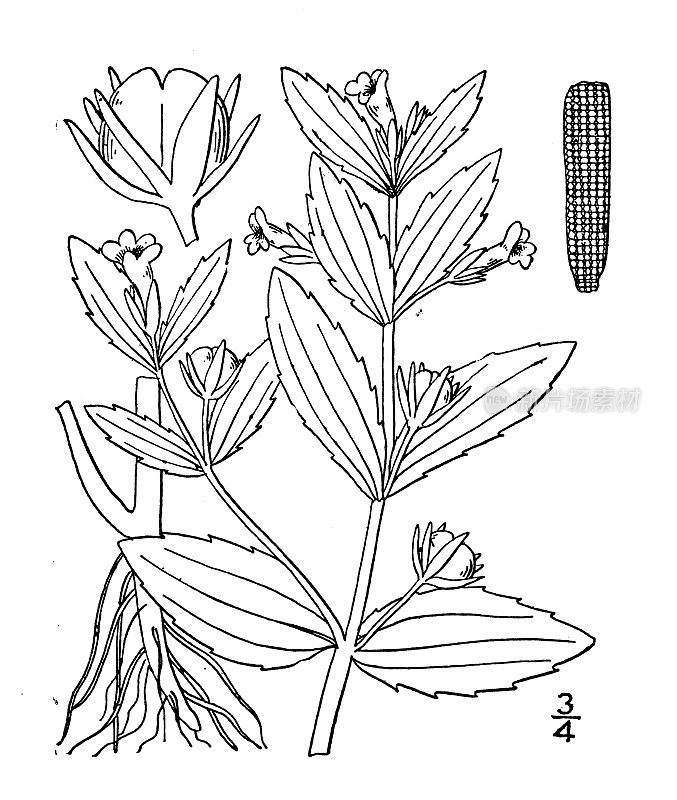 古植物学植物插图:球果皮草、圆果篱笆牛膝草