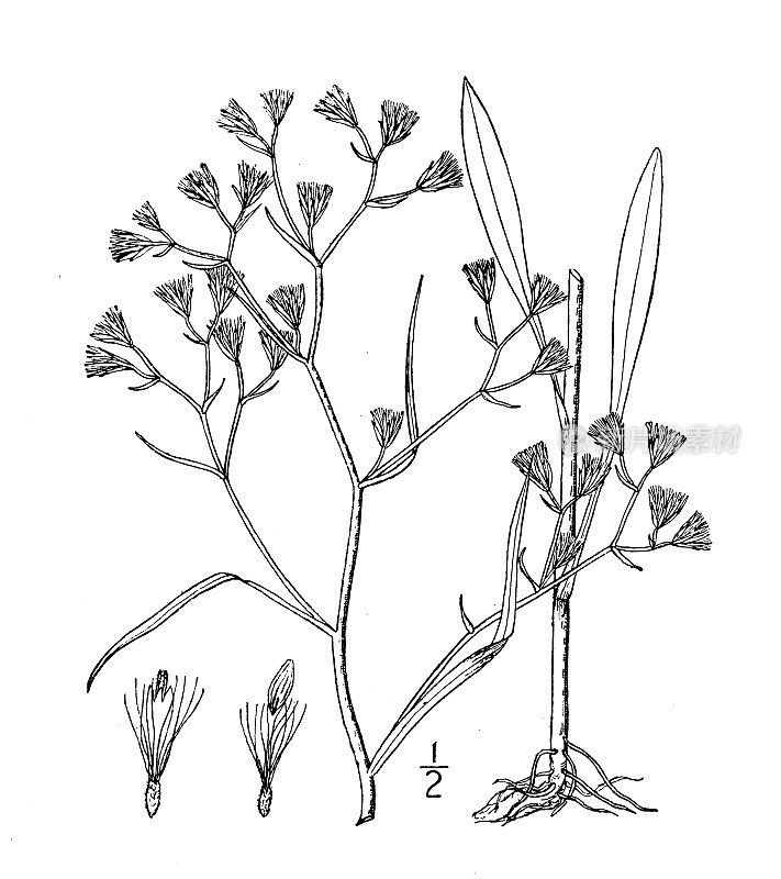 古植物学植物插图:紫菀、一年生盐沼紫菀