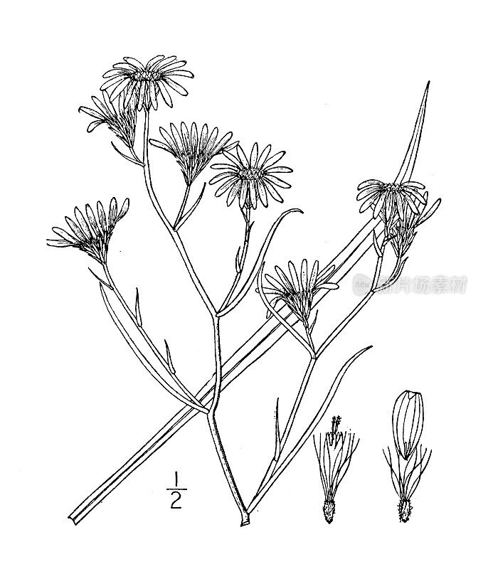 古植物学植物插图:紫菀、多年生盐沼紫菀