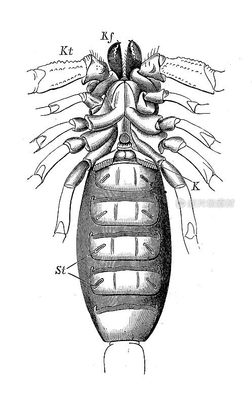 古代生物动物学图像:非洲天蝎座