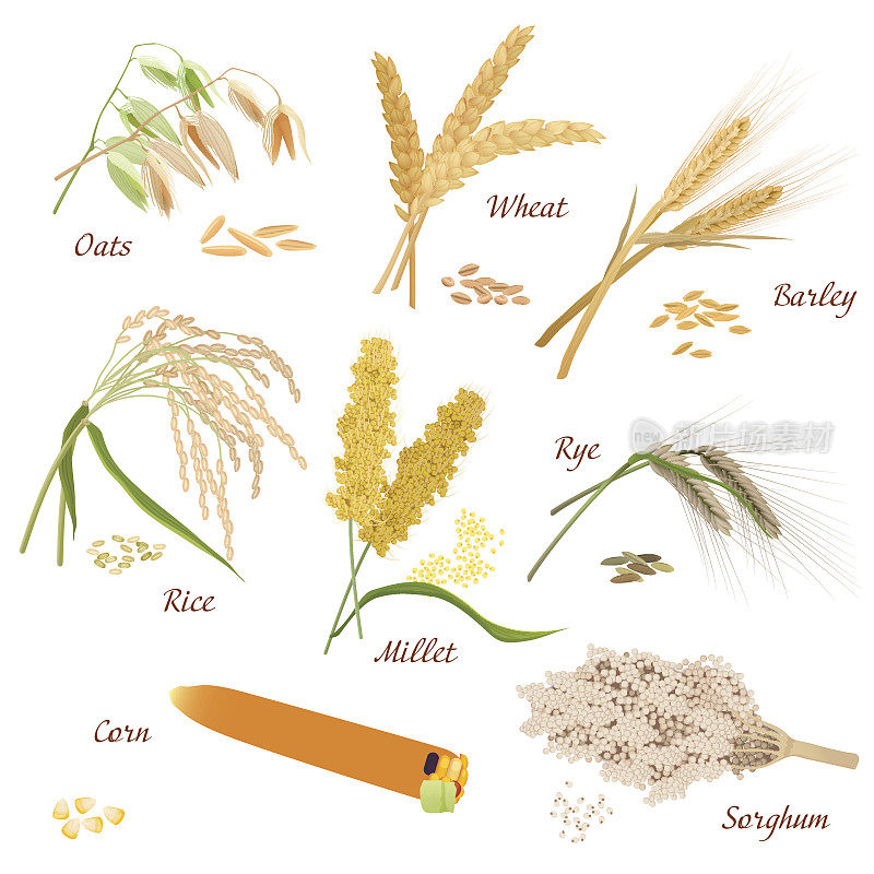 谷类植物矢量图标插图。燕麦，小麦，大麦，黑麦，小米，大米，高粱，玉米