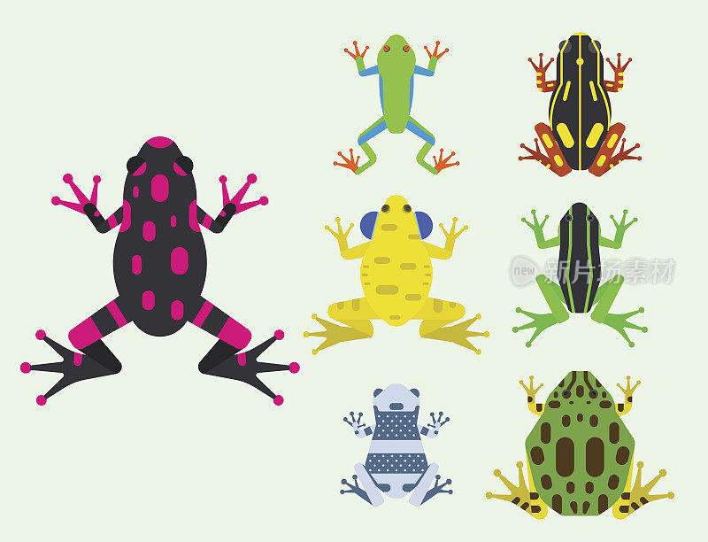 青蛙卡通热带动物卡通两栖动物吉祥物人物野生矢量插图