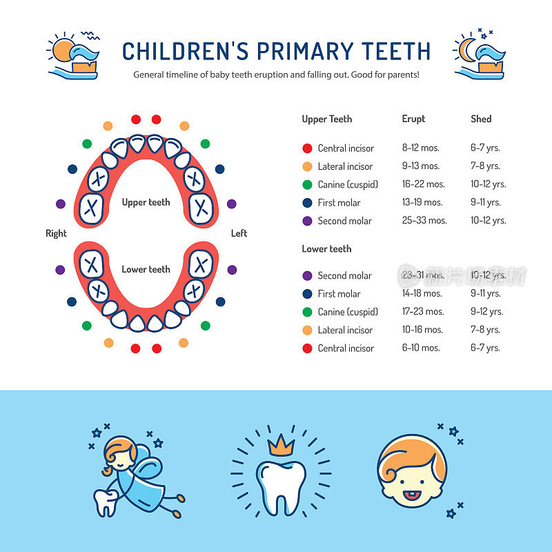 儿童乳牙，乳牙出牙时间表。儿童牙科信息图
