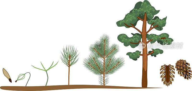 松树的生命周期。植物从种子生长到有球果的成熟松树