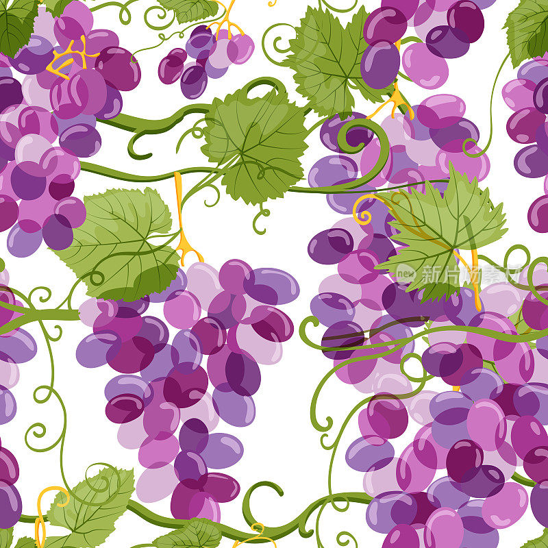 矢量葡萄藤无缝模式。葡萄园手绘插图。葡萄酒标签或包装的设计元素。