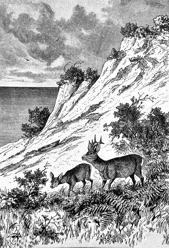 1888年，在海岸边吃草的鹿