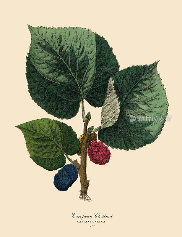 欧洲栗树，维多利亚植物学插图