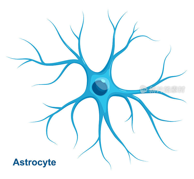 星形胶质细胞矢量图。神经胶质细胞