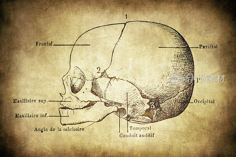 头骨胎儿的头