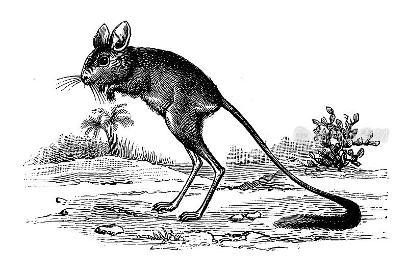 古董动物插图:跳鼠