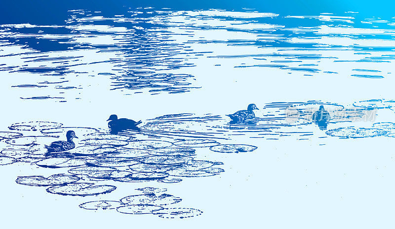 鸭子在湖上游泳