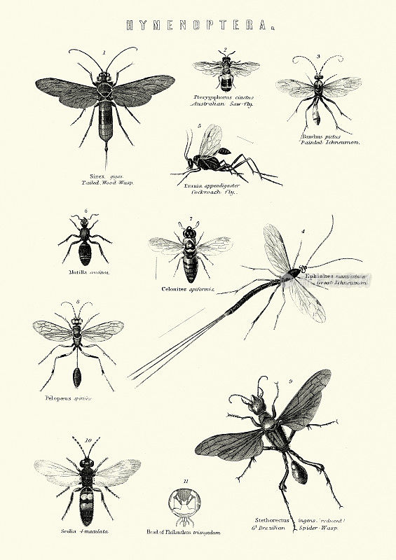 博物学，昆虫，膜翅目，