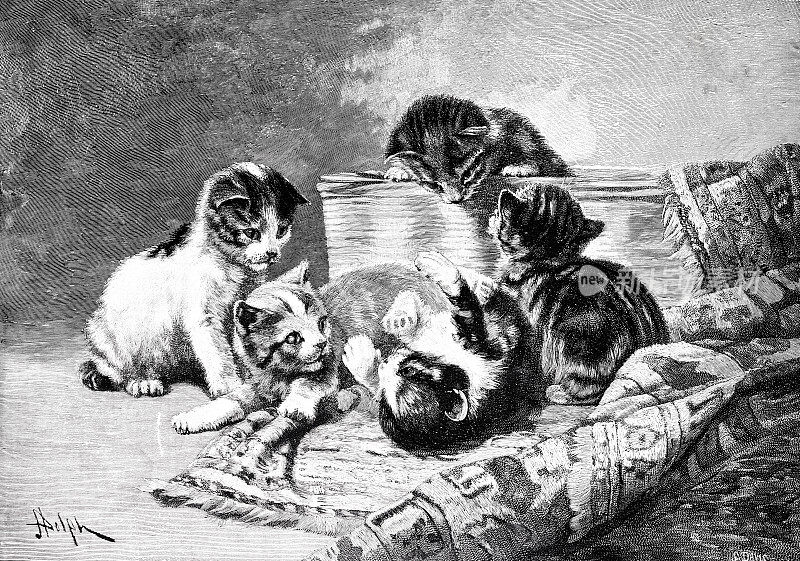 五只小猫在地毯上蹦蹦跳跳