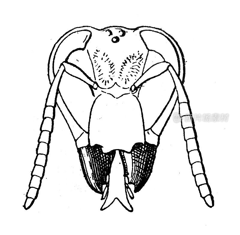 古董插图:昆虫下颚