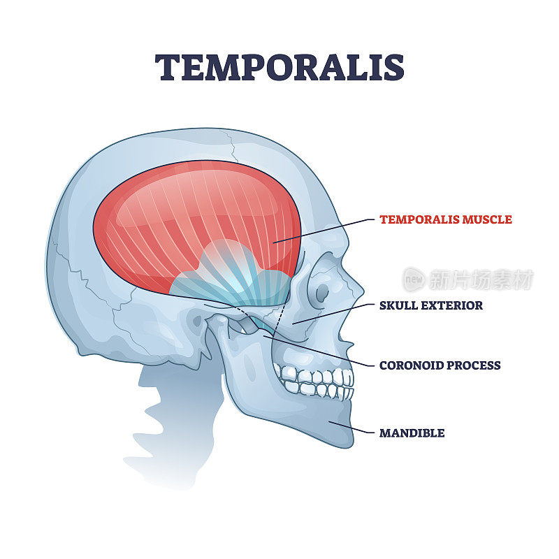 颅骨颞肌，解剖头部骨骼轮廓图