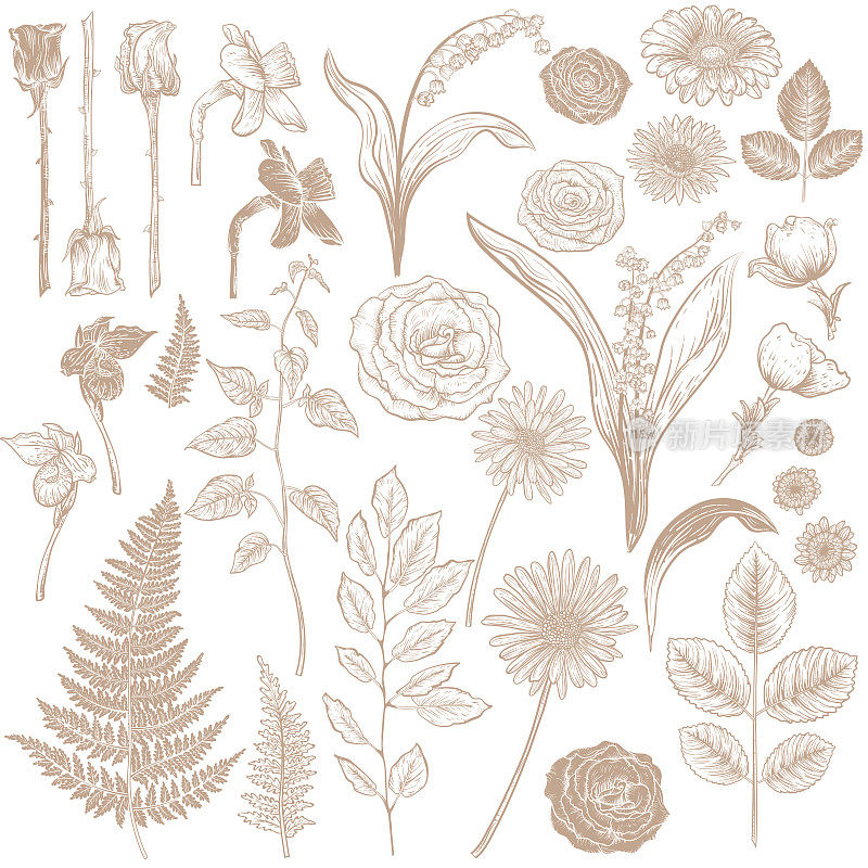 一套手绘植物风格的花卉和植物-透明的基础