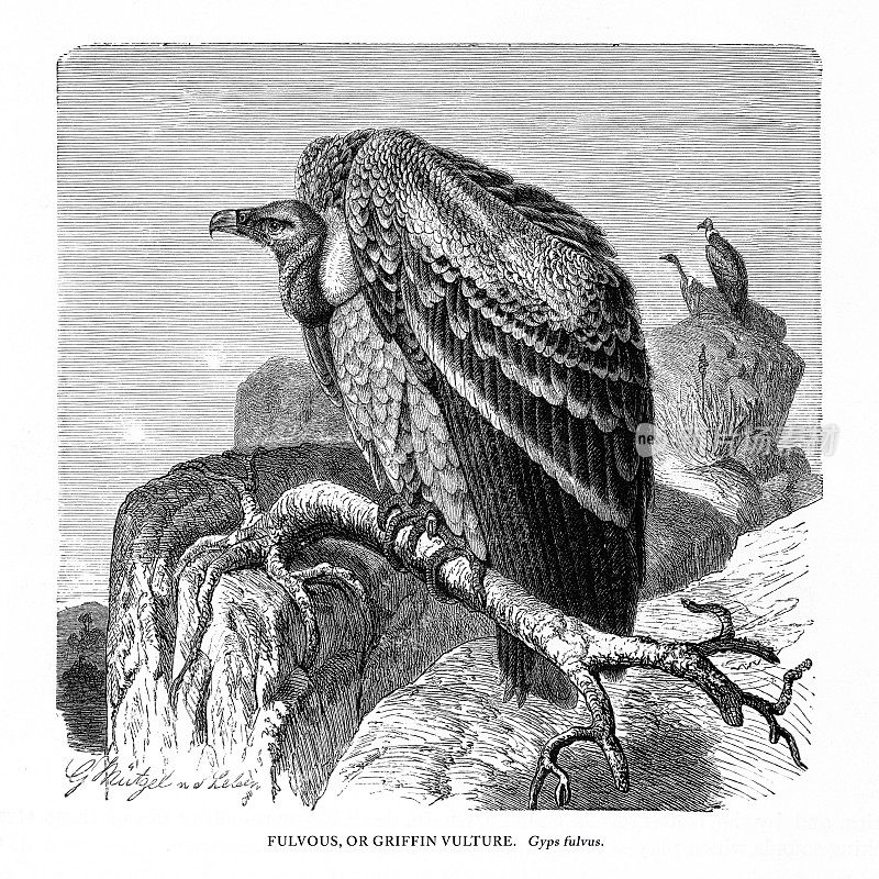 黄斑或狮鹫，鸟，古董美国雕刻:自然历史，1885年