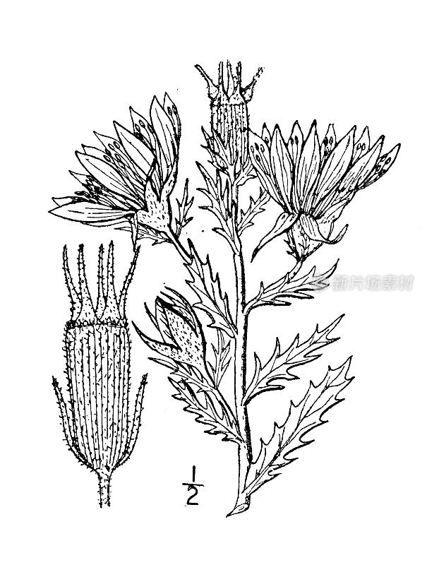 古植物学植物插图:无苞门泽兰