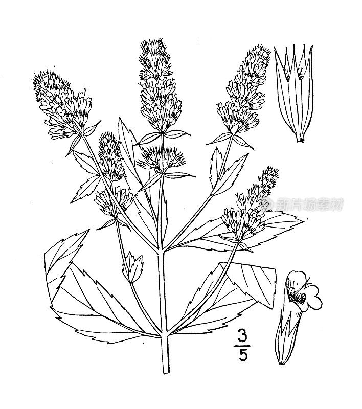 古董植物学植物插图:胡椒薄荷，薄荷