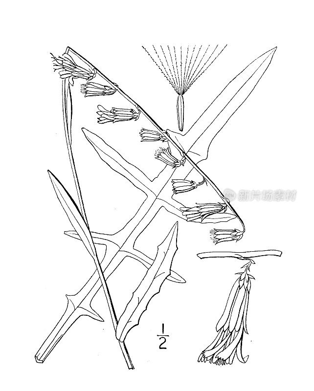 古植物学植物插图:斑鸠、细响尾蛇根